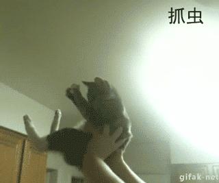 网友把足球PS成猫咪,毫无违和感!看什么看,没猫你踢什么球!