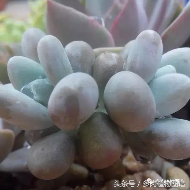 离家一个月20天,离家一个月养猪