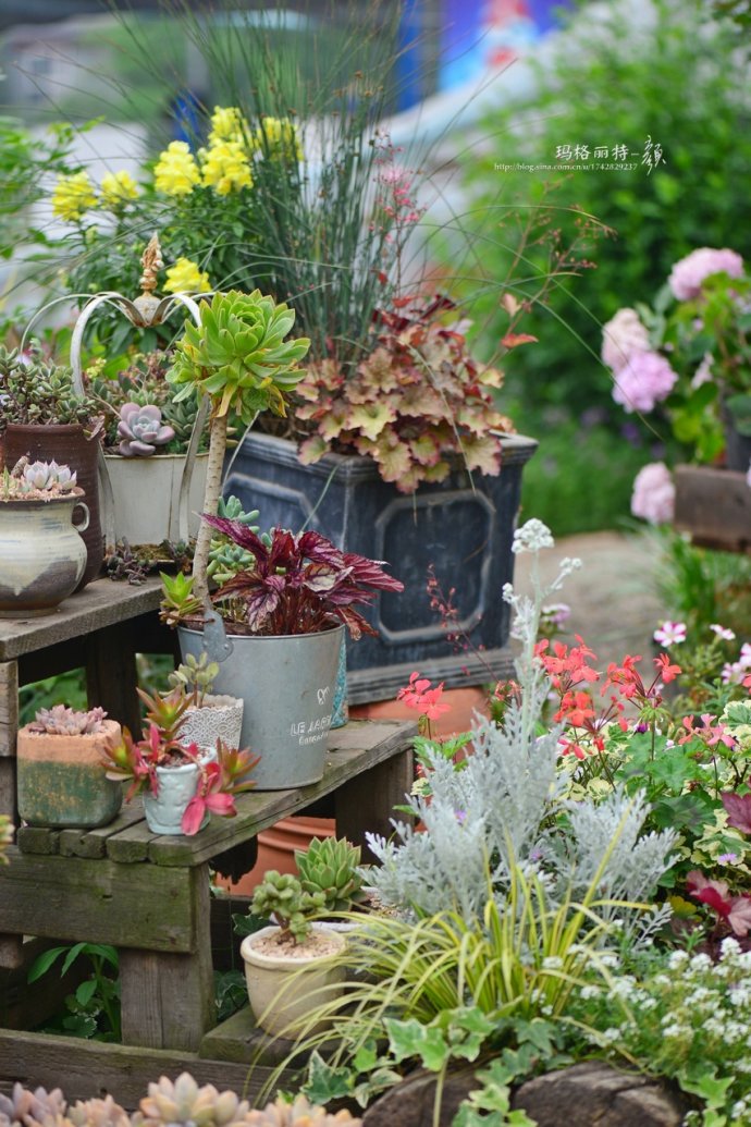 花园拜访,成都玛莉亚色彩花园电话