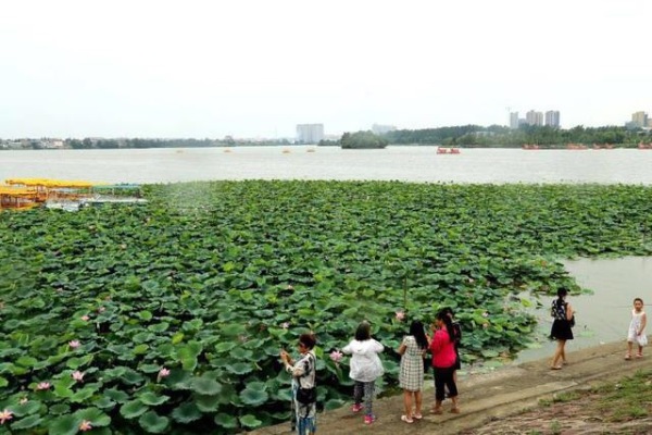 娣槼鑽疯姳鑺傚叕浜よ溅骞挎挱,娣槼鑽疯姳鑺傚幓鍝噷鍧愯埞