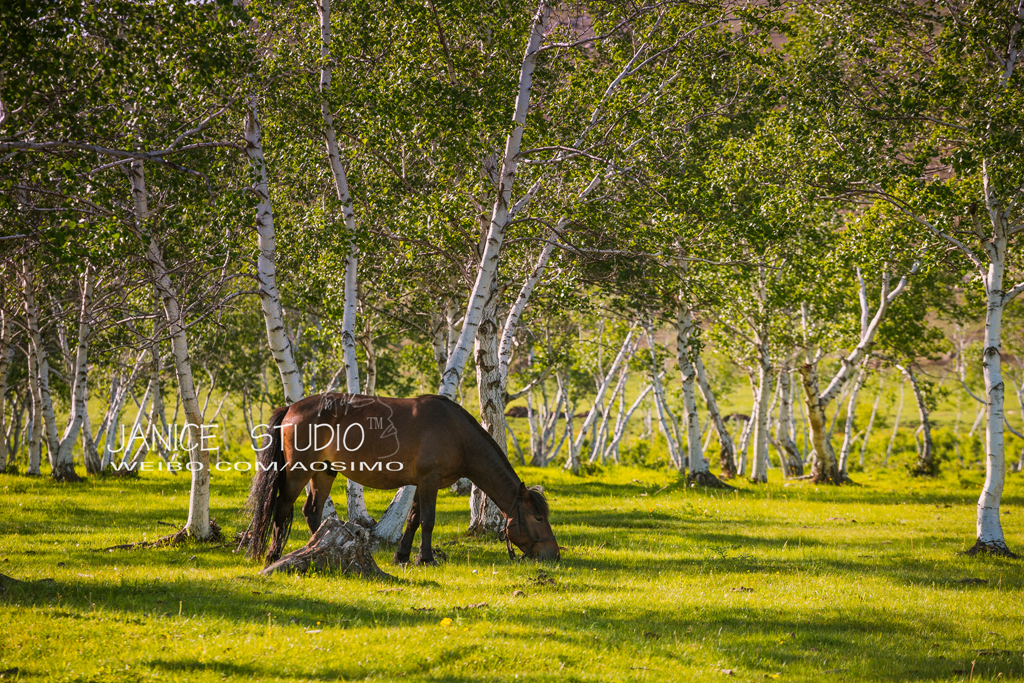 锡林郭勒草原旅游自驾攻略,锡林郭勒大草原自驾旅游攻略