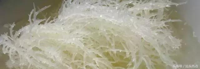 潮汕吃货,潮汕人夏天必备美食