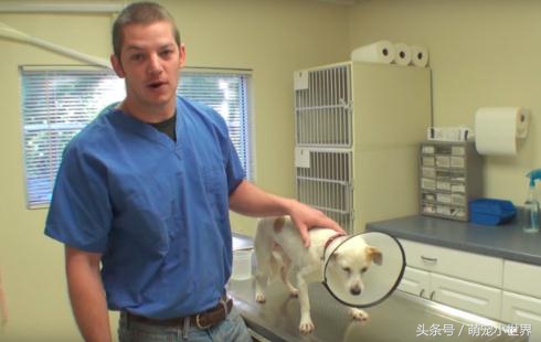 狗狗拍x光胃里黑色的是什么,狗狗拍个x光片能看出肿瘤吗