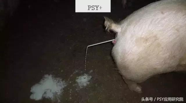 母猪产后得子宫内膜炎有哪些症状,母猪子宫内膜炎最佳治疗方法