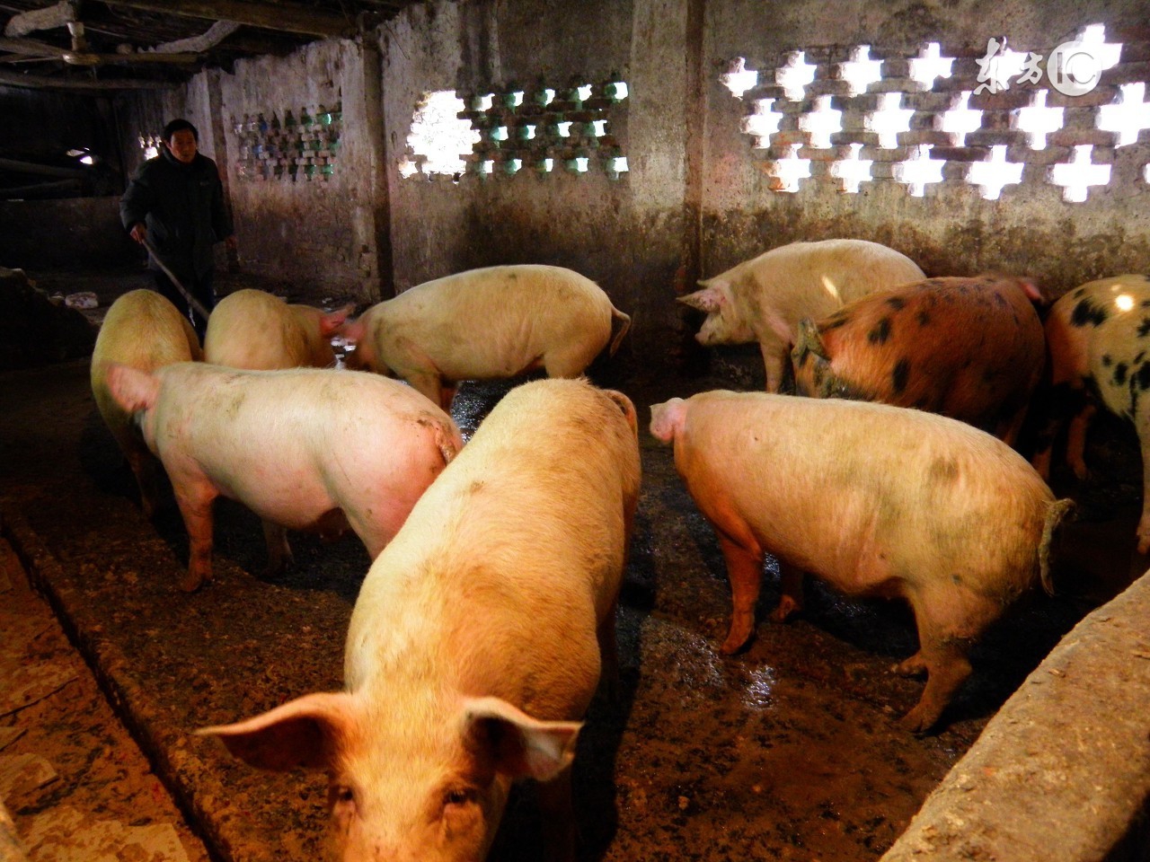 冬季猪病防治问答题及答案,猪病问答100句