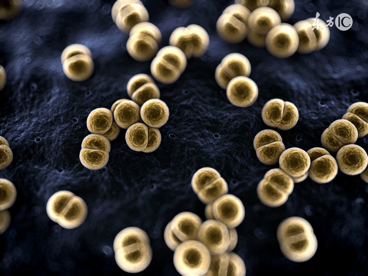 冬季猪病防治问答题及答案,猪病问答100句