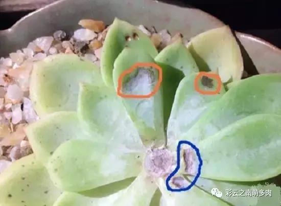 多肉叶片长霉？得赶紧治啦！