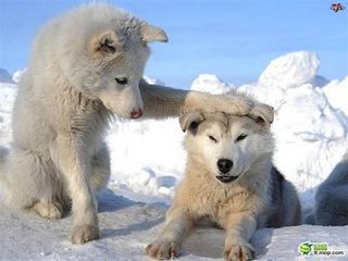 我就像一只趴在玻璃窗上面的苍蝇,我就像一只趴在玻璃上的苍蝇