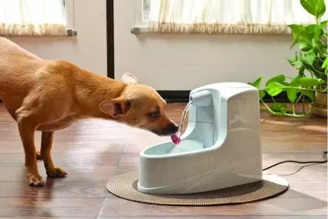 狗狗便血拉稀有几种原因,狗狗又吐又拉稀是什么原因