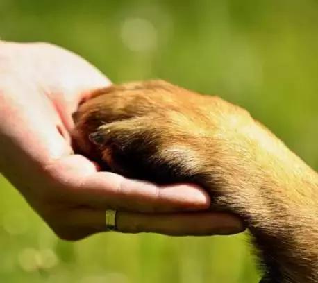 狗狗便血拉稀有几种原因,狗狗又吐又拉稀是什么原因