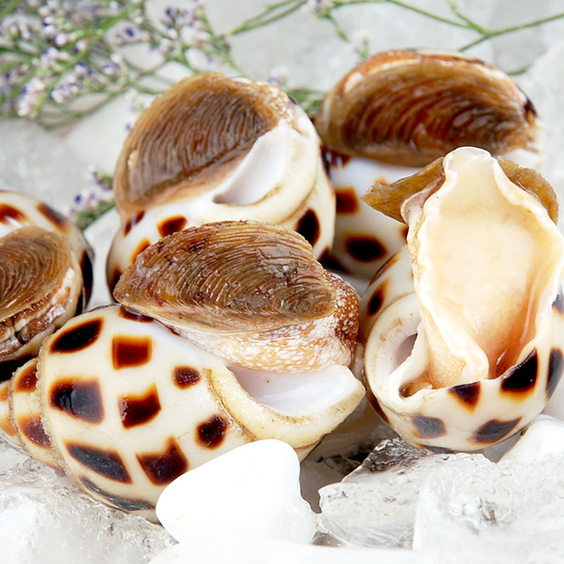 全球最好吃的五种贝类,你见过的贝类有哪些