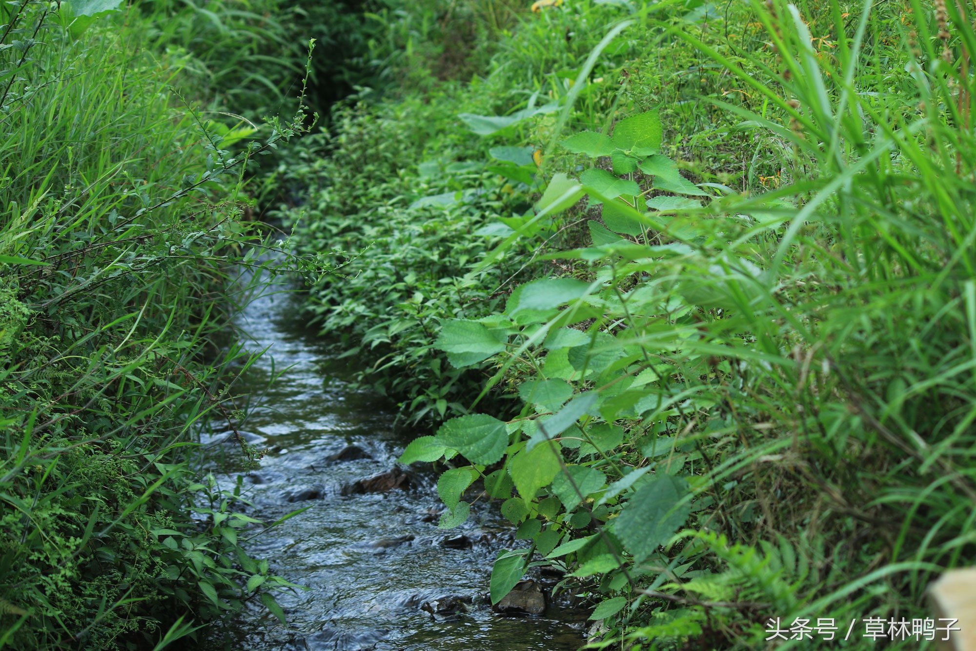 鸭子歪着脖子转圈是什么病,鸭子的脖子是歪的正常吗