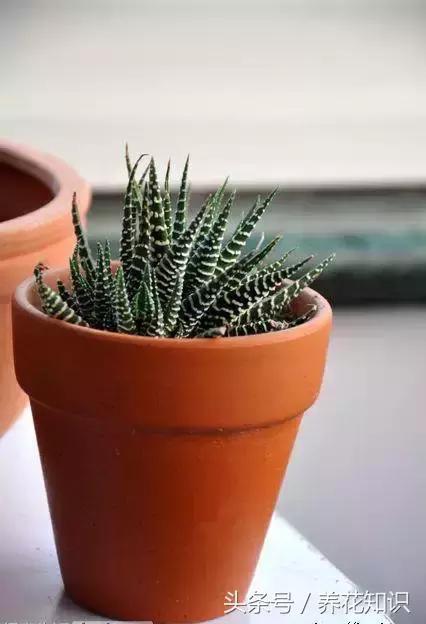 水养一年四季不黄叶的植物,水里加点什么花养得好