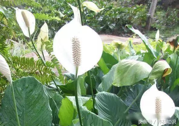 水养一年四季不黄叶的植物,水里加点什么花养得好