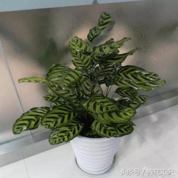 水养一年四季不黄叶的植物,水里加点什么花养得好