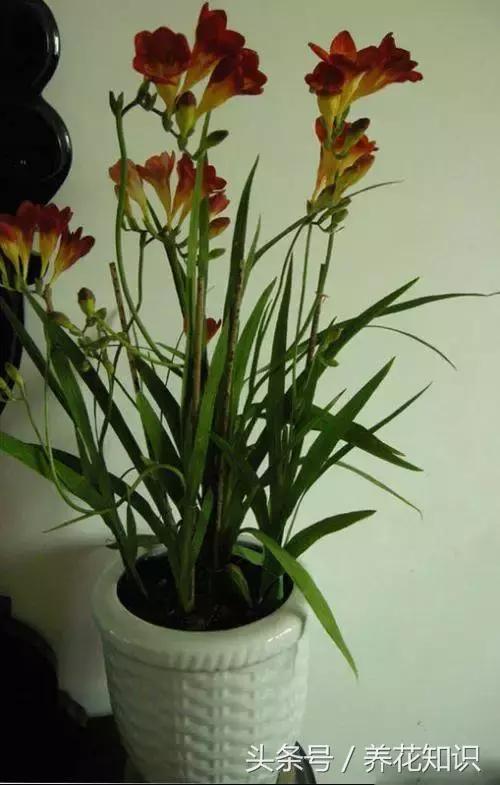 水养一年四季不黄叶的植物,水里加点什么花养得好