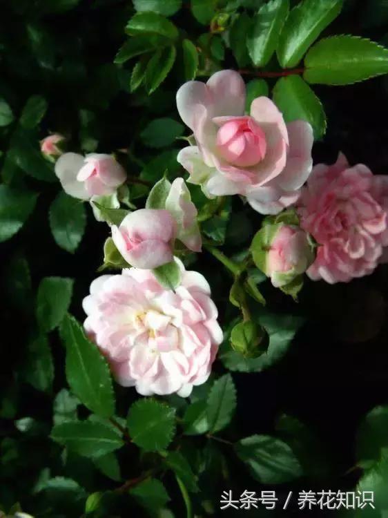 水养一年四季不黄叶的植物,水里加点什么花养得好