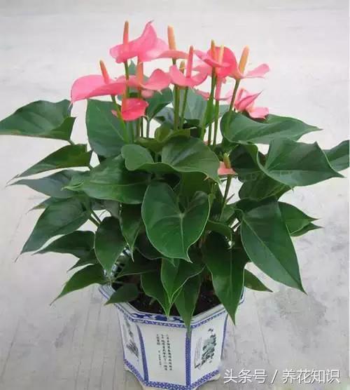 水养一年四季不黄叶的植物,水里加点什么花养得好