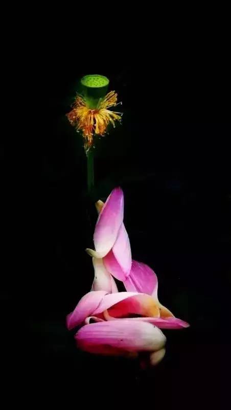 用手机拍照片的技巧,手机什么软件拍出来的照片最好看