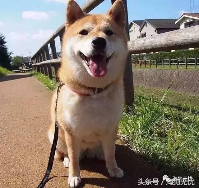 所有的狗狗都有尴尬期吗,科普狗狗知识