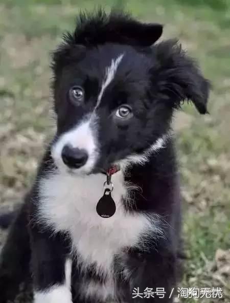 所有的狗狗都有尴尬期吗,科普狗狗知识