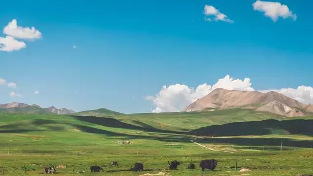 好吃的美食西北美食,西北特色美食欢迎前来品尝