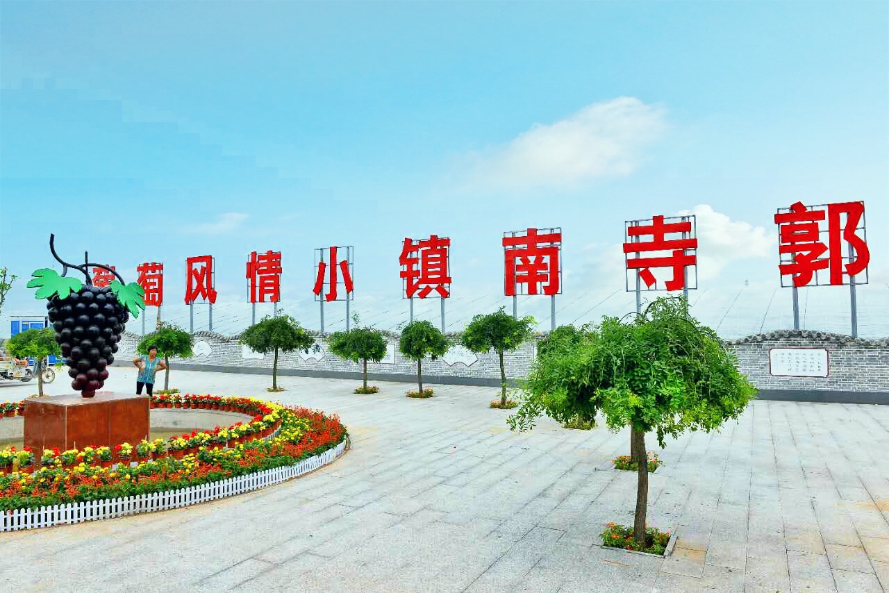 邢台广宗,葡萄王来了