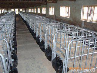 母猪栏和肥猪栏要怎么设计,农村养猪业教学