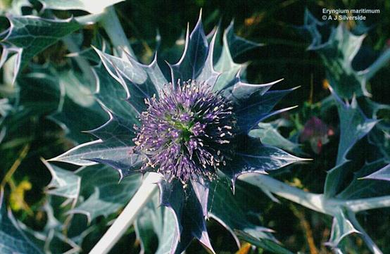 小绿瓶赫莲娜有什么功效 (赫莲娜小绿瓶有几个版本)