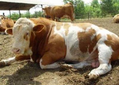 冬天牛羊不吃原因及处理,牛羊不吃草小妙招