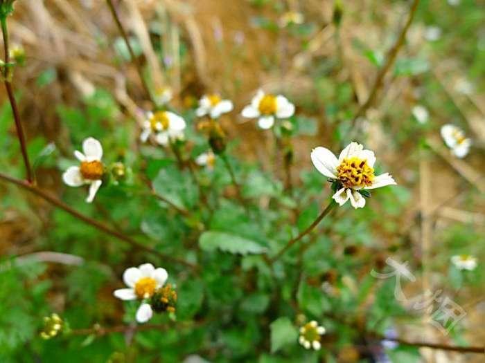 鬼针是双向调节血压吗 (鬼针草降血压怎么样)