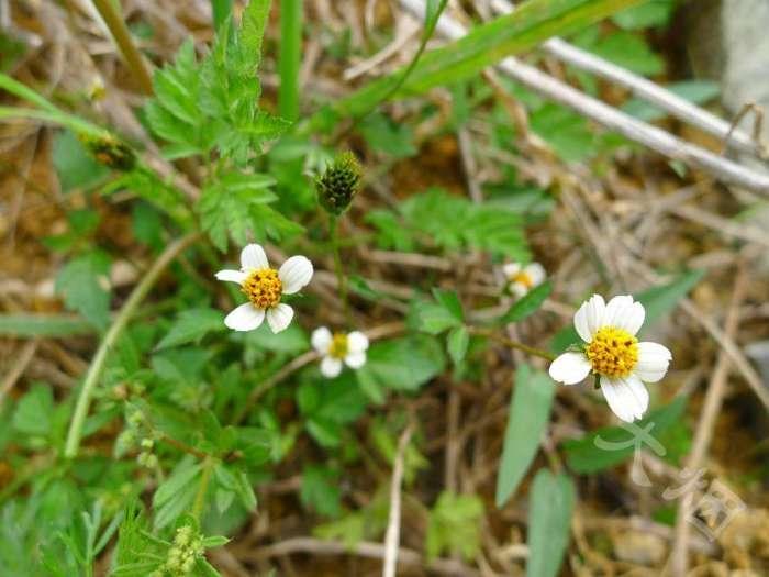 鬼针是双向调节血压吗 (鬼针草降血压怎么样)