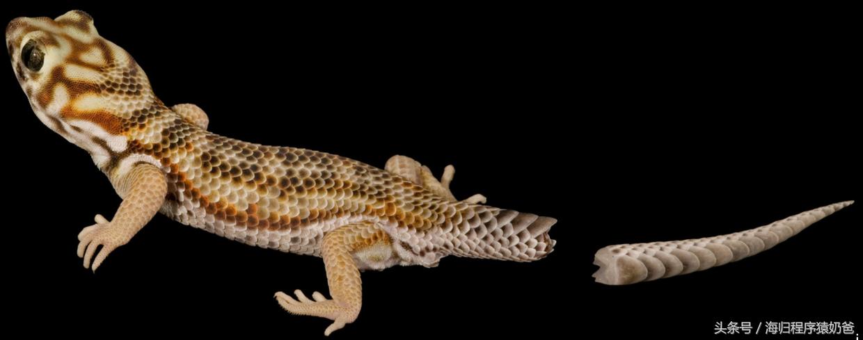 小壁虎的尾巴为什么断了还能长,小壁虎的视频