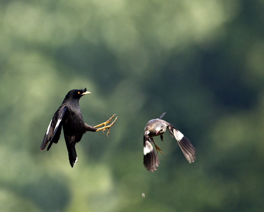 天下一场梦养鸟视频,天下一场梦养八哥