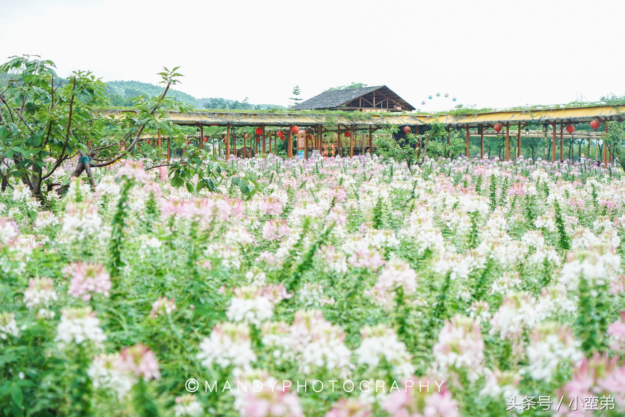 广州周边不为人知的宝藏景点,广州水上乐园旅游景点推荐
