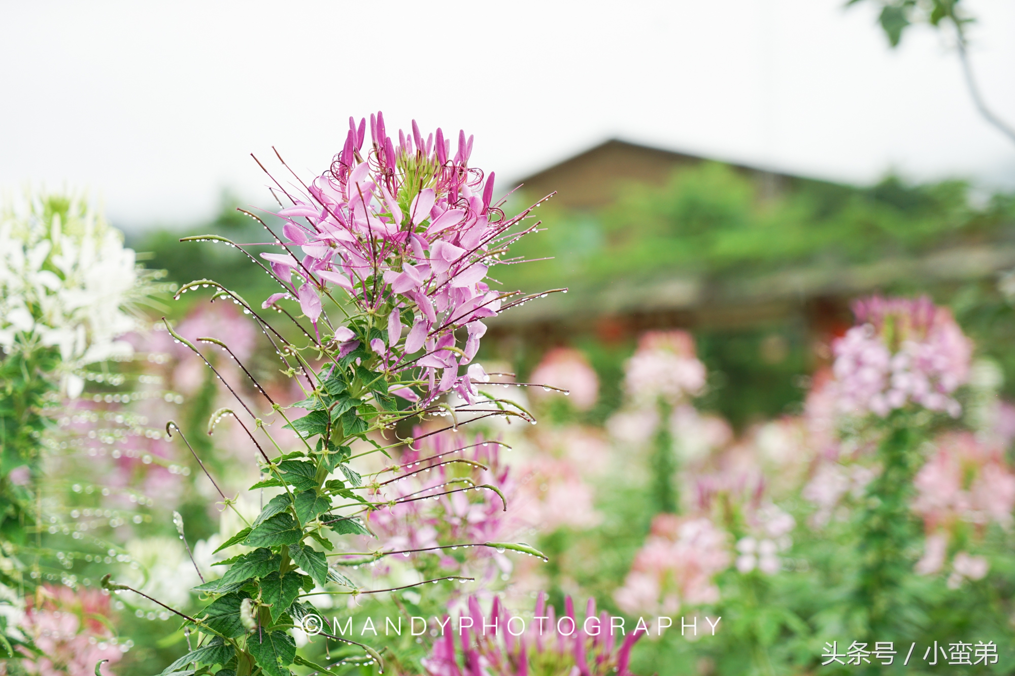广州周边不为人知的宝藏景点,广州水上乐园旅游景点推荐