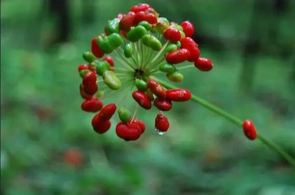 人参最有价值的部位是什么,年份少的人参有价值吗