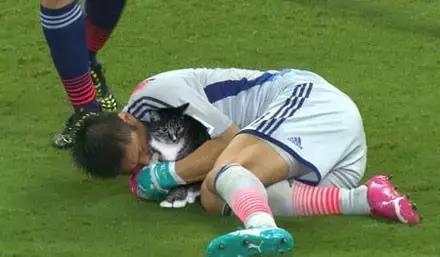 网友把足球PS成猫咪,毫无违和感!看什么看,没猫你踢什么球!