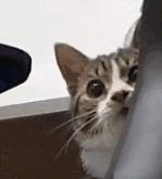 网友把足球PS成猫咪,毫无违和感!看什么看,没猫你踢什么球!