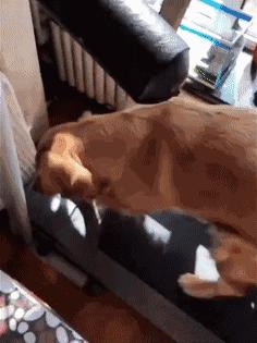 网友把足球PS成猫咪,毫无违和感!看什么看,没猫你踢什么球!