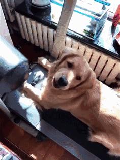 网友把足球PS成猫咪,毫无违和感!看什么看,没猫你踢什么球!