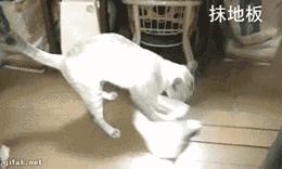 网友把足球PS成猫咪,毫无违和感!看什么看,没猫你踢什么球!