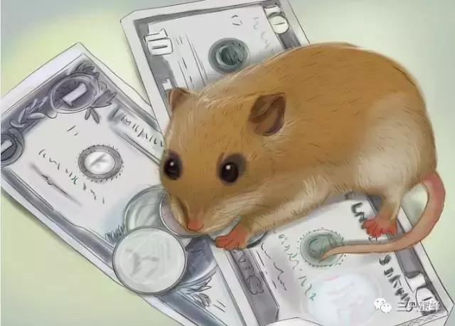 养仓鼠新手入门必知合集,新手养仓鼠必备知识简单