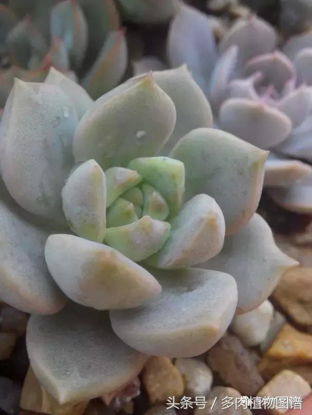 离家一个月20天,离家一个月养猪