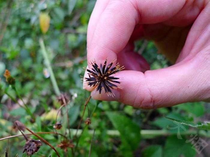 鬼针是双向调节血压吗 (鬼针草降血压怎么样)