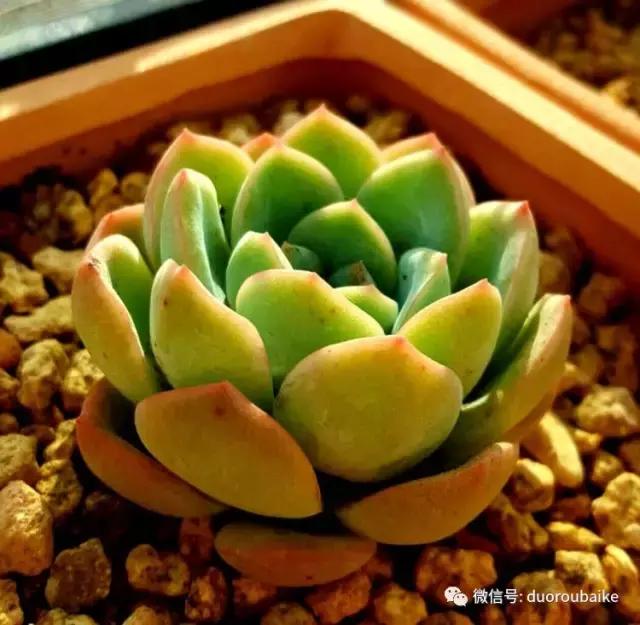 多肉爱好者必须养的有哪些多肉,心头肉多肉