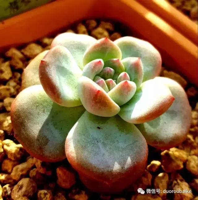 多肉爱好者必须养的有哪些多肉,心头肉多肉