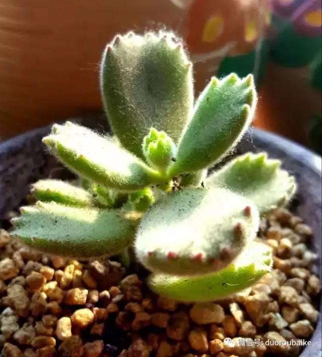 多肉爱好者必须养的有哪些多肉,心头肉多肉