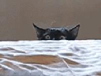 网友把足球PS成猫咪,毫无违和感!看什么看,没猫你踢什么球!