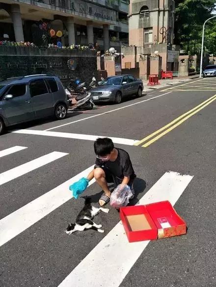 网友把足球PS成猫咪,毫无违和感!看什么看,没猫你踢什么球!